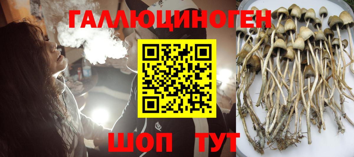 Галлюциногенные грибы Psilocybine cubensis Белореченск